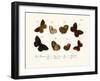 Butterflies, 1783-1806-null-Framed Giclee Print