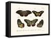 Butterflies, 1783-1806-null-Framed Stretched Canvas