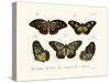 Butterflies, 1783-1806-null-Stretched Canvas