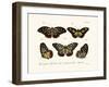 Butterflies, 1783-1806-null-Framed Giclee Print