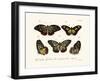 Butterflies, 1783-1806-null-Framed Giclee Print