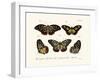 Butterflies, 1783-1806-null-Framed Giclee Print