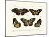 Butterflies, 1783-1806-null-Mounted Giclee Print