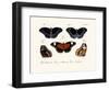 Butterflies, 1783-1806-null-Framed Giclee Print