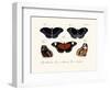 Butterflies, 1783-1806-null-Framed Giclee Print