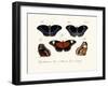 Butterflies, 1783-1806-null-Framed Giclee Print