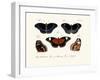 Butterflies, 1783-1806-null-Framed Giclee Print