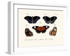 Butterflies, 1783-1806-null-Framed Giclee Print