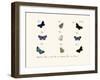 Butterflies, 1783-1806-null-Framed Giclee Print