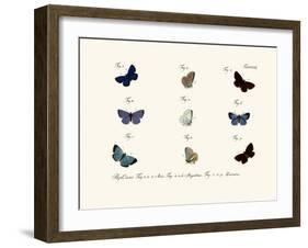 Butterflies, 1783-1806-null-Framed Giclee Print