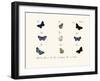 Butterflies, 1783-1806-null-Framed Giclee Print