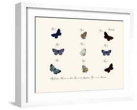 Butterflies, 1783-1806-null-Framed Giclee Print