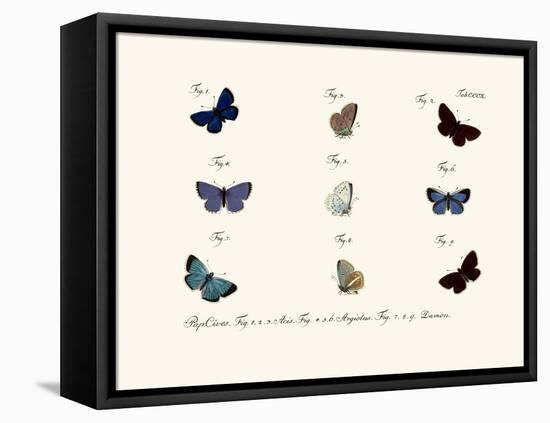 Butterflies, 1783-1806-null-Framed Stretched Canvas