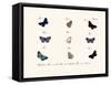 Butterflies, 1783-1806-null-Framed Stretched Canvas