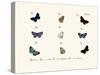 Butterflies, 1783-1806-null-Stretched Canvas