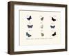 Butterflies, 1783-1806-null-Framed Giclee Print