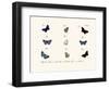 Butterflies, 1783-1806-null-Framed Giclee Print