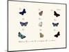 Butterflies, 1783-1806-null-Mounted Giclee Print