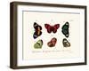 Butterflies, 1783-1806-null-Framed Giclee Print