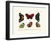 Butterflies, 1783-1806-null-Framed Giclee Print