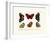 Butterflies, 1783-1806-null-Framed Giclee Print