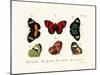 Butterflies, 1783-1806-null-Mounted Giclee Print