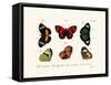 Butterflies, 1783-1806-null-Framed Stretched Canvas