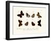 Butterflies, 1783-1806-null-Framed Giclee Print