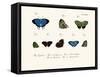 Butterflies, 1783-1806-null-Framed Stretched Canvas