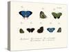 Butterflies, 1783-1806-null-Stretched Canvas