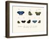 Butterflies, 1783-1806-null-Framed Giclee Print