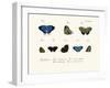 Butterflies, 1783-1806-null-Framed Giclee Print