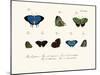 Butterflies, 1783-1806-null-Mounted Giclee Print