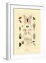 Butterflies, 1833-39-null-Framed Giclee Print