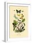 Butterflies, 1833-39-null-Framed Giclee Print