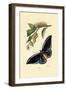 Butterflies, 1833-39-null-Framed Giclee Print