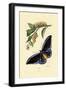 Butterflies, 1833-39-null-Framed Giclee Print