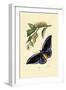 Butterflies, 1833-39-null-Framed Giclee Print