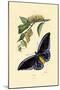 Butterflies, 1833-39-null-Mounted Giclee Print