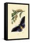 Butterflies, 1833-39-null-Framed Stretched Canvas