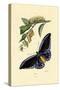 Butterflies, 1833-39-null-Stretched Canvas