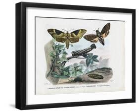 Butterflies, 1863-79-Raimundo Petraroja-Framed Giclee Print