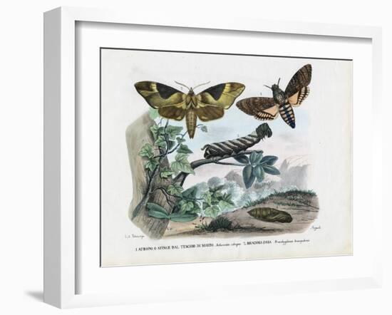 Butterflies, 1863-79-Raimundo Petraroja-Framed Giclee Print