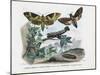 Butterflies, 1863-79-Raimundo Petraroja-Mounted Giclee Print