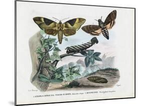 Butterflies, 1863-79-Raimundo Petraroja-Mounted Giclee Print