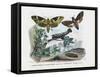 Butterflies, 1863-79-Raimundo Petraroja-Framed Stretched Canvas