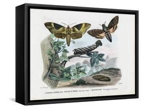 Butterflies, 1863-79-Raimundo Petraroja-Framed Stretched Canvas