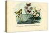 Butterflies, 1863-79-Raimundo Petraroja-Stretched Canvas