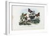 Butterflies, 1863-79-Raimundo Petraroja-Framed Giclee Print