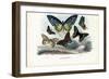 Butterflies, 1863-79-Raimundo Petraroja-Framed Giclee Print